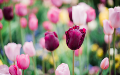 Pause and Hear the Sounds of Spring