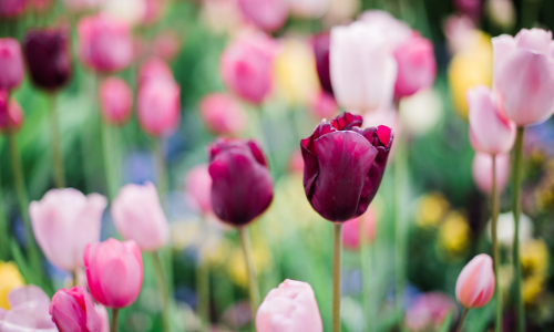 Pause and Hear the Sounds of Spring
