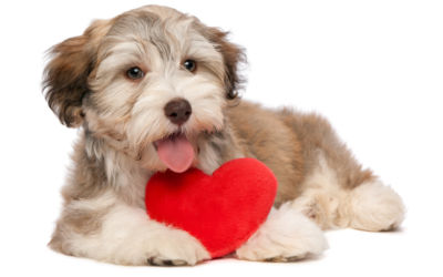 Book: Snuggle Puppy