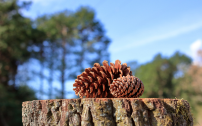 Nature’s Instruments: Making Music Outside